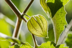 iStock-530971665-scaled